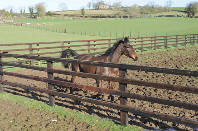 Stud Farm Fencing